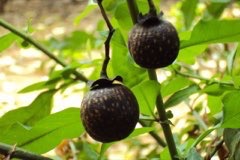 Vitex doniana Black Plum